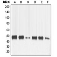CPA1756-100ul - MMP-13