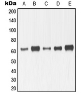 CPA1757-100ul - MMP-14 / MT1-MMP