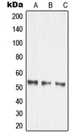 CPA1758-100ul - MMP-14 / MT1-MMP