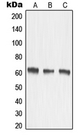 CPA1759-100ul - MMP-15
