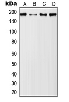 CPA1772-100ul - CD227 / Mucin-1 / MUC1