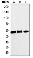 CPA1775-100ul - c-Myc