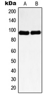 CPA1786-100ul - Nibrin