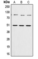 CPA1801-100ul - NF-kB p105 / p50