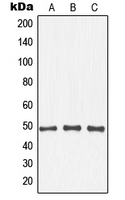 CPA1807-100ul - NFKBIB / IKBB