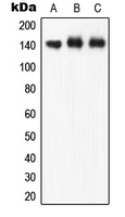 CPA1818-100ul - NOS3