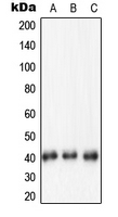 CPA1827-100ul - Nucleophosmin