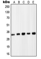 CPA1859-100ul - PCNA