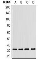 CPA1861-100ul - CD279 / PD1
