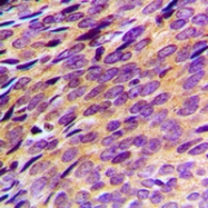 CPA1863-100ul - PDE4B/C/D