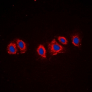 CPA1866-100ul - CD140a / PDGFRA