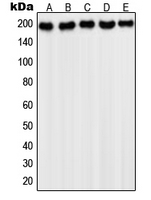 CPA1866-100ul - CD140a / PDGFRA