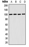 CPA1869-100ul - CD203c / ENPP3
