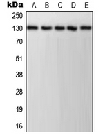 CPA1871-100ul - CD31 / PECAM1