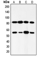 CPA1890-100ul - PI3K p85 alpha/p55 gamma