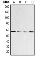 CPA1916-100ul - PPAR-gamma