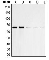CPA1975-100ul - PTPN11 / PTP2C