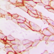 CPA1981-100ul - Paxillin / PXN