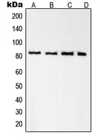 CPA1994-100ul - Radixin / RDX