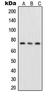 CPA1996-100ul - RELA / NF-kB p65