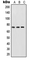 CPA1998-100ul - RELA / NF-kB p65