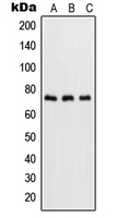 CPA1999-100ul - RELA / NF-kB p65