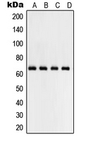 CPA2000-100ul - RELA / NF-kB p65