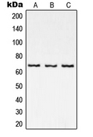CPA2001-100ul - RELA / NF-kB p65