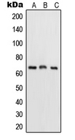 CPA2002-100ul - RELA / NF-kB p65