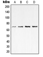 CPA2003-100ul - RELA / NF-kB p65