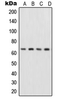 CPA2005-100ul - RELA / NF-kB p65
