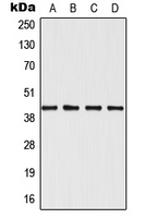CPA2045-100ul - MAPK12