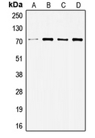 CPA2100-100ul - SRC1