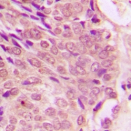 CPA2109-100ul - STAT1