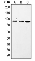 CPA2109-100ul - STAT1