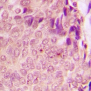 CPA2112-100ul - STAT3