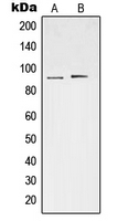 CPA2112-100ul - STAT3
