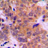 CPA2113-100ul - STAT3
