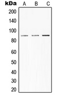 CPA2113-100ul - STAT3