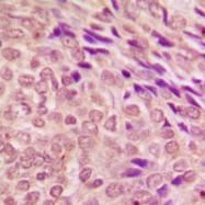 CPA2114-100ul - STAT3