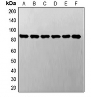 CPA2114-100ul - STAT3