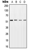 CPA2122-100ul - STK11