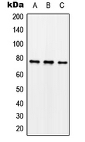CPA2131-100ul - Synapsin-1