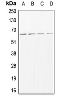 CPA2133-100ul - CD156b / ADAM17