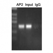 CPA2146-100ul - TFAP2A / AP2 alpha/beta