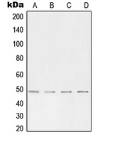 CPA2146-100ul - TFAP2A / AP2 alpha/beta