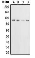 CPA2152-100ul - CD71 / TFRC