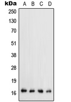 CPA2153-100ul - TGF-alpha (TGFA)