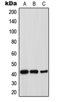 CPA2161-100ul - Thrombopoietin