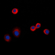 CPA2178-100ul - CD120b / TNFR2